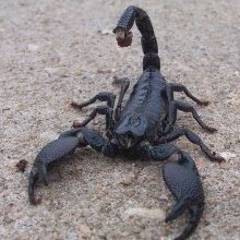 20CM | Scorpionu